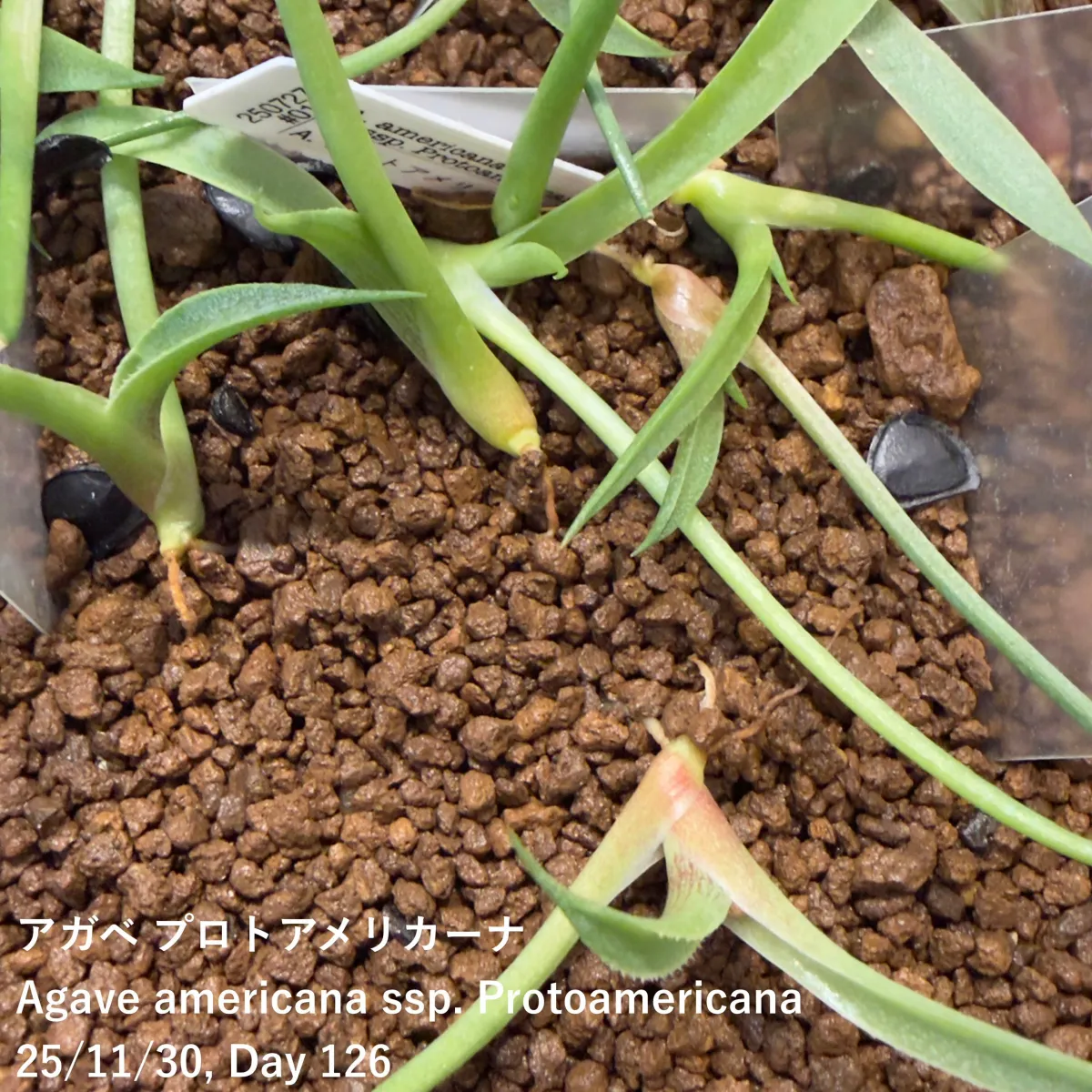 Agave americana ssp. protoamericana (アガベ プロトアメリカーナ)