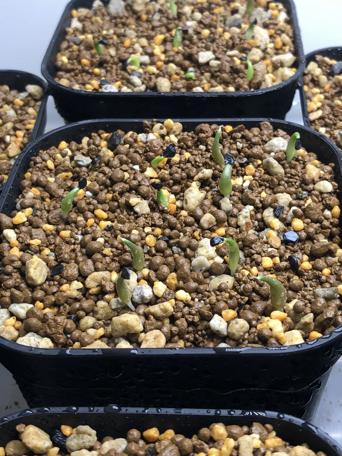 Agave oteroi (アガベ オテロイ)