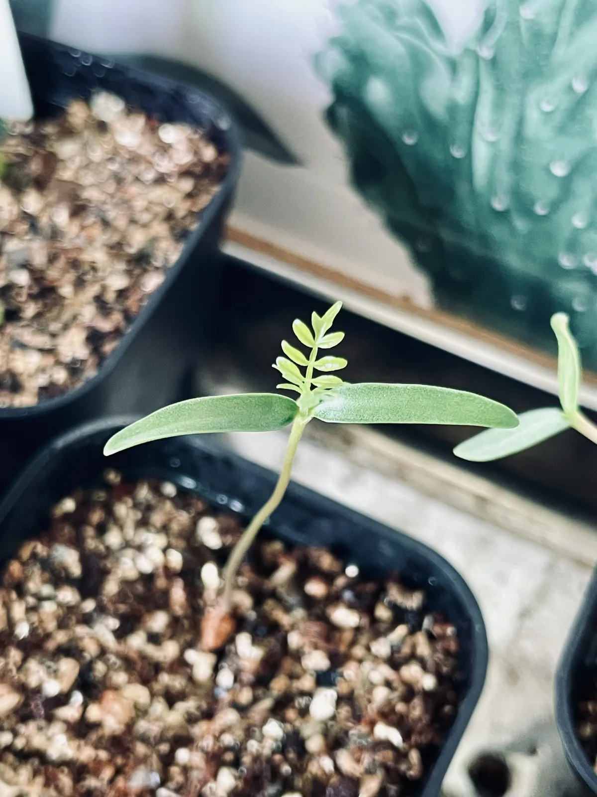 Operculicarya pachypus (オペルクリカリア パキプス)