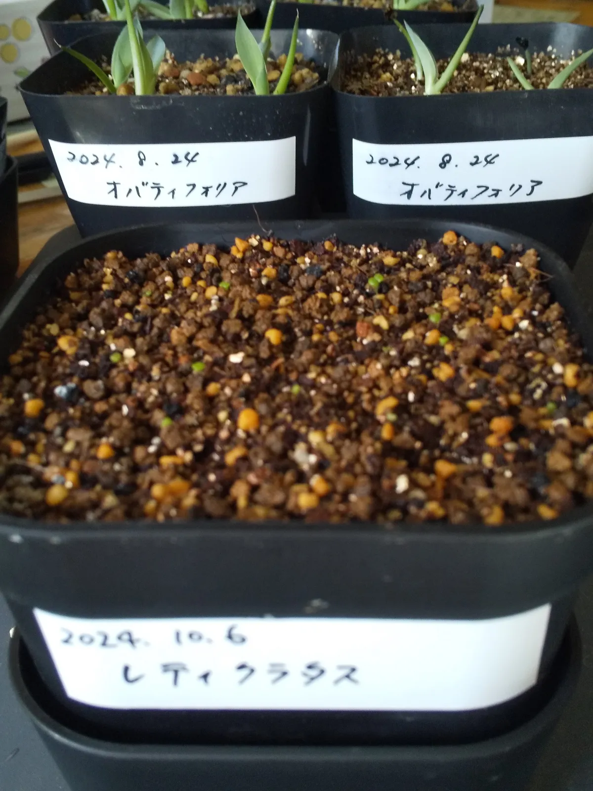 Tylecodon reticulatus subsp. reticulatus (ティレコドン レティクラタス)