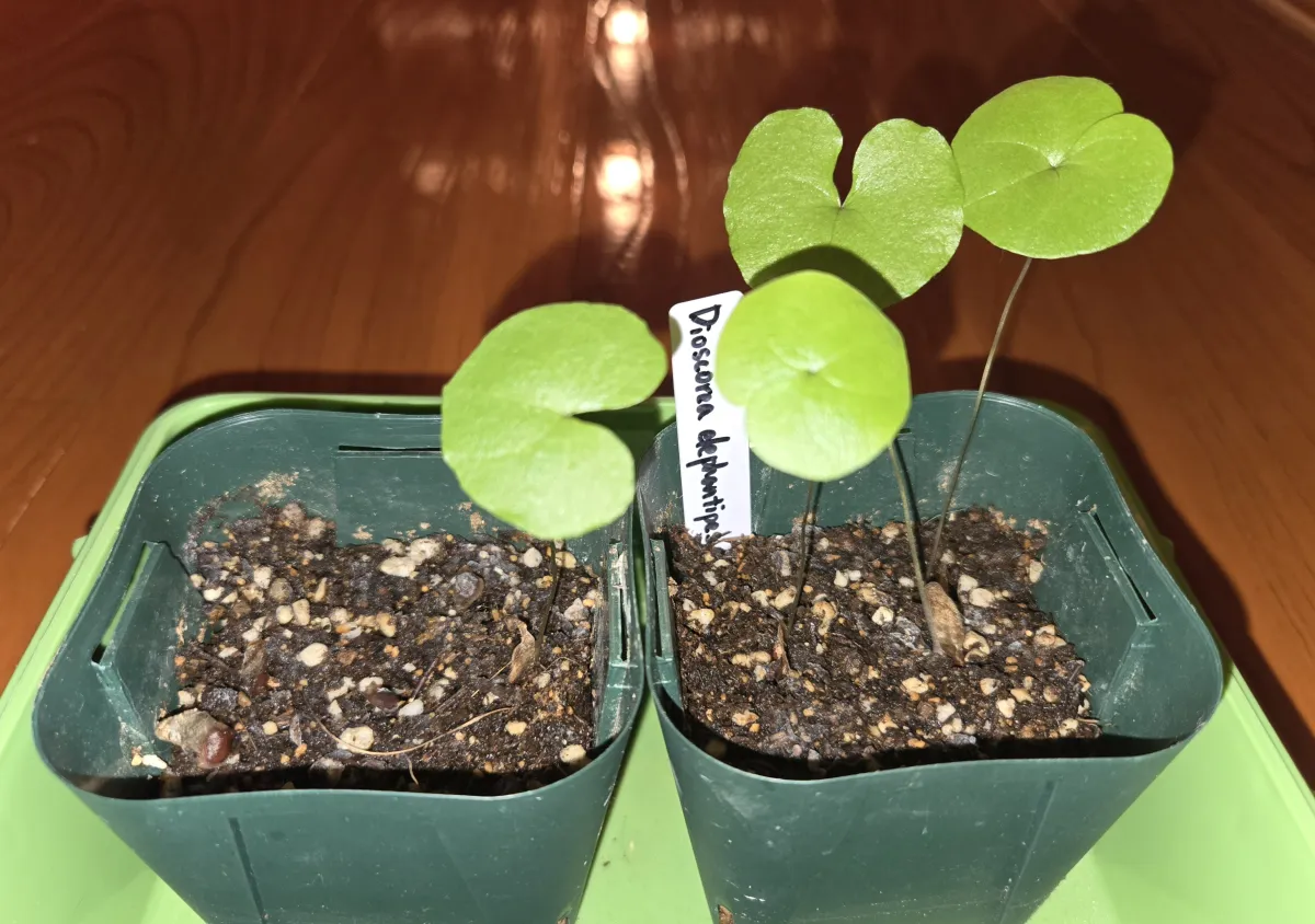Dioscorea elephantipes (ディオスコレア エレファンティペス アフリカ亀甲竜)