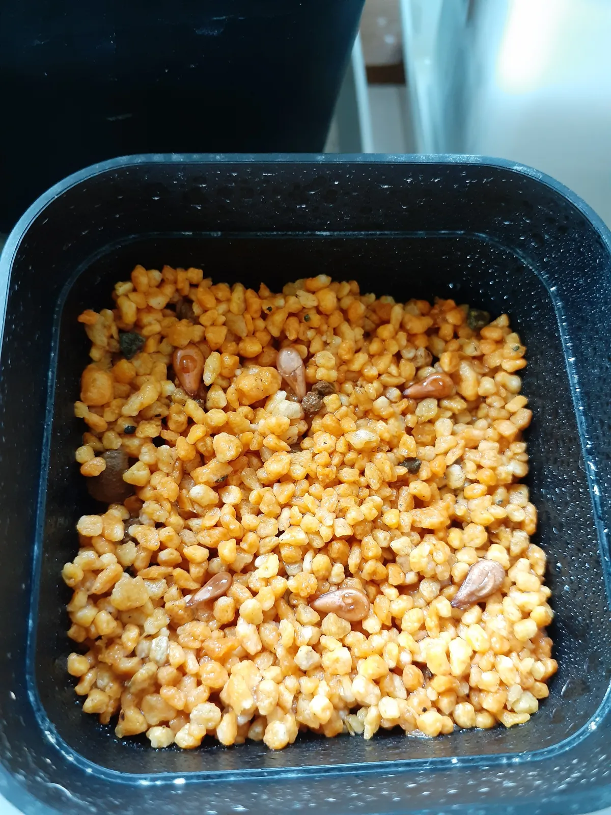 Pachypodium baronii (パキポディウム バロニー)