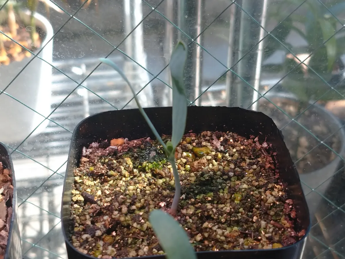 Welwitschia mirabilis (ウェルウィッチア ミラビリス 奇想天外)