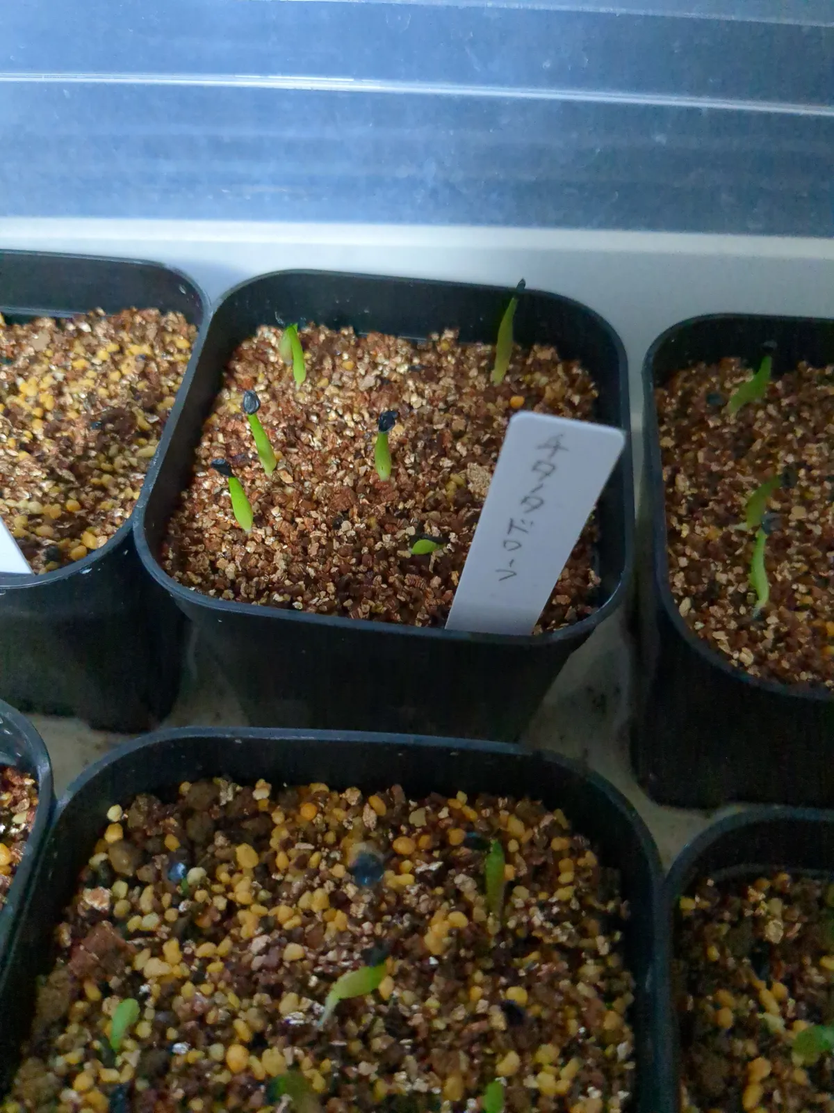 Agave titanota (アガベ チタノタ ドワーフ)