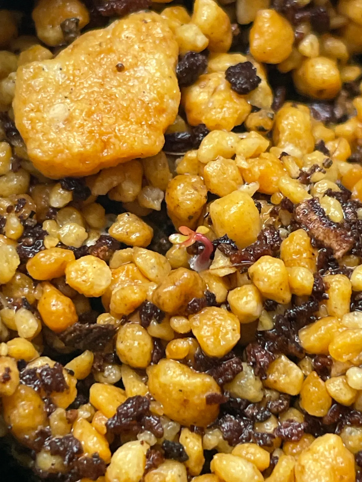 Eucalyptus websteriana Heart Leaf Eucalyptus (ユーカリ ウェブステリアナ)