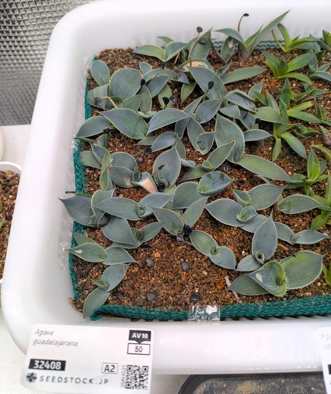 Agave guadalajarana (アガベ グアダラハラナ)