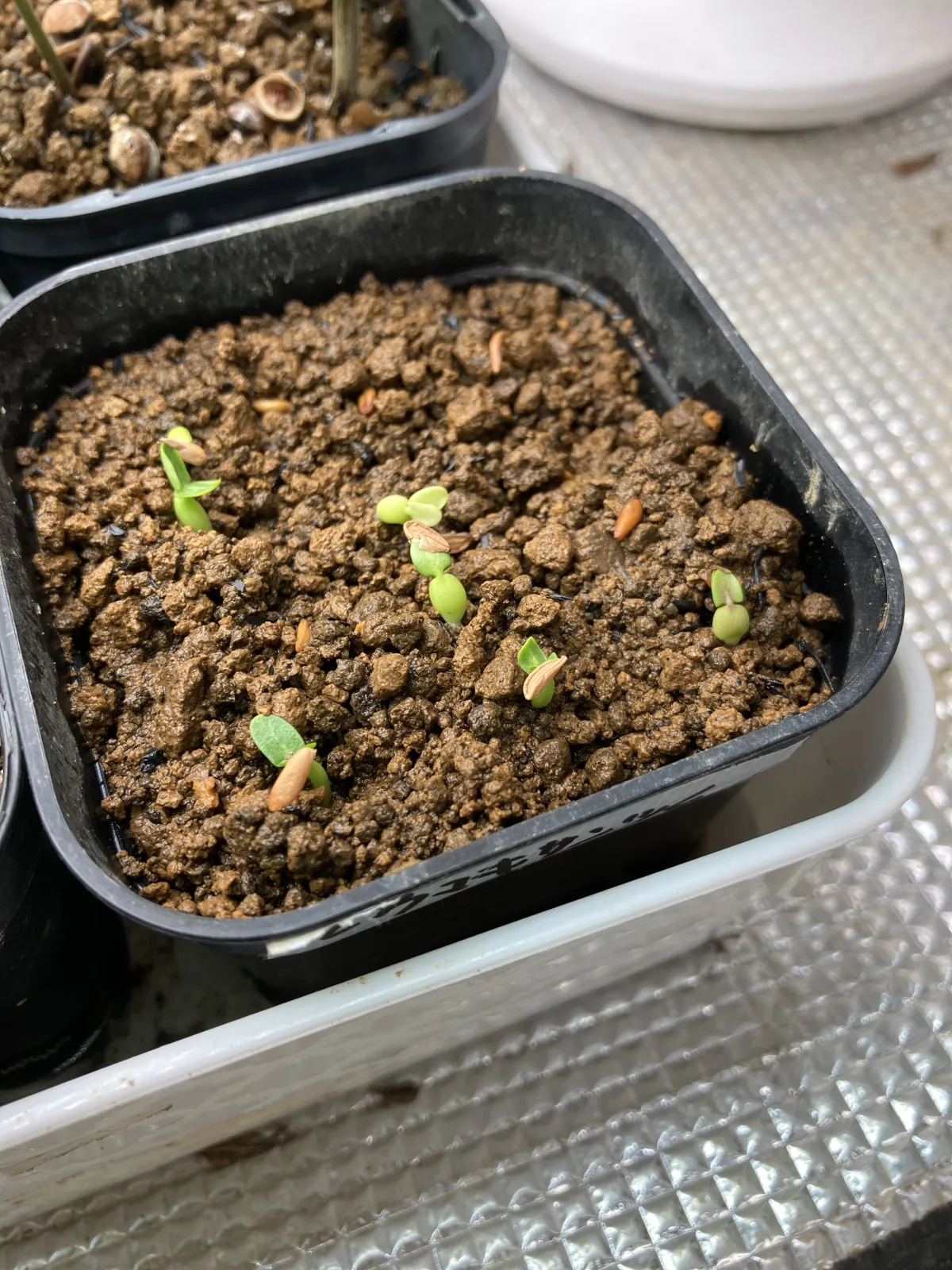 Pachypodium brevicaule subsp. leucoxanthum (パキポディウム レウコキサンツム)