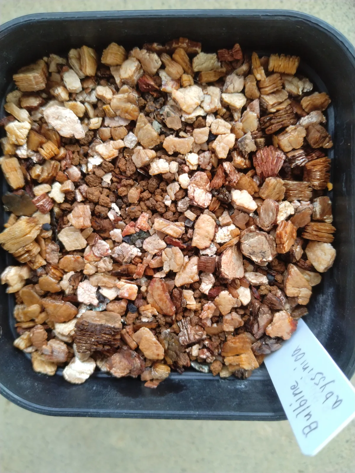 Bulbine abyssinica (ブルビネ アビシニカ)