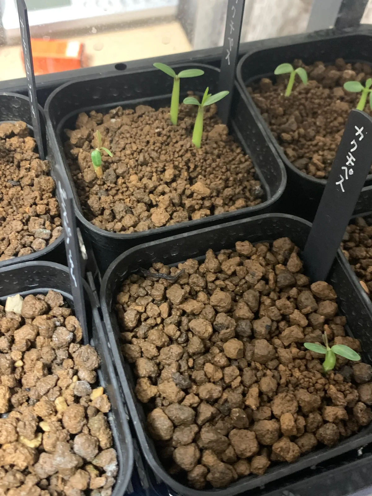 Pachypodium rosulatum ssp. cactipes (パキポディウム カクチペス)