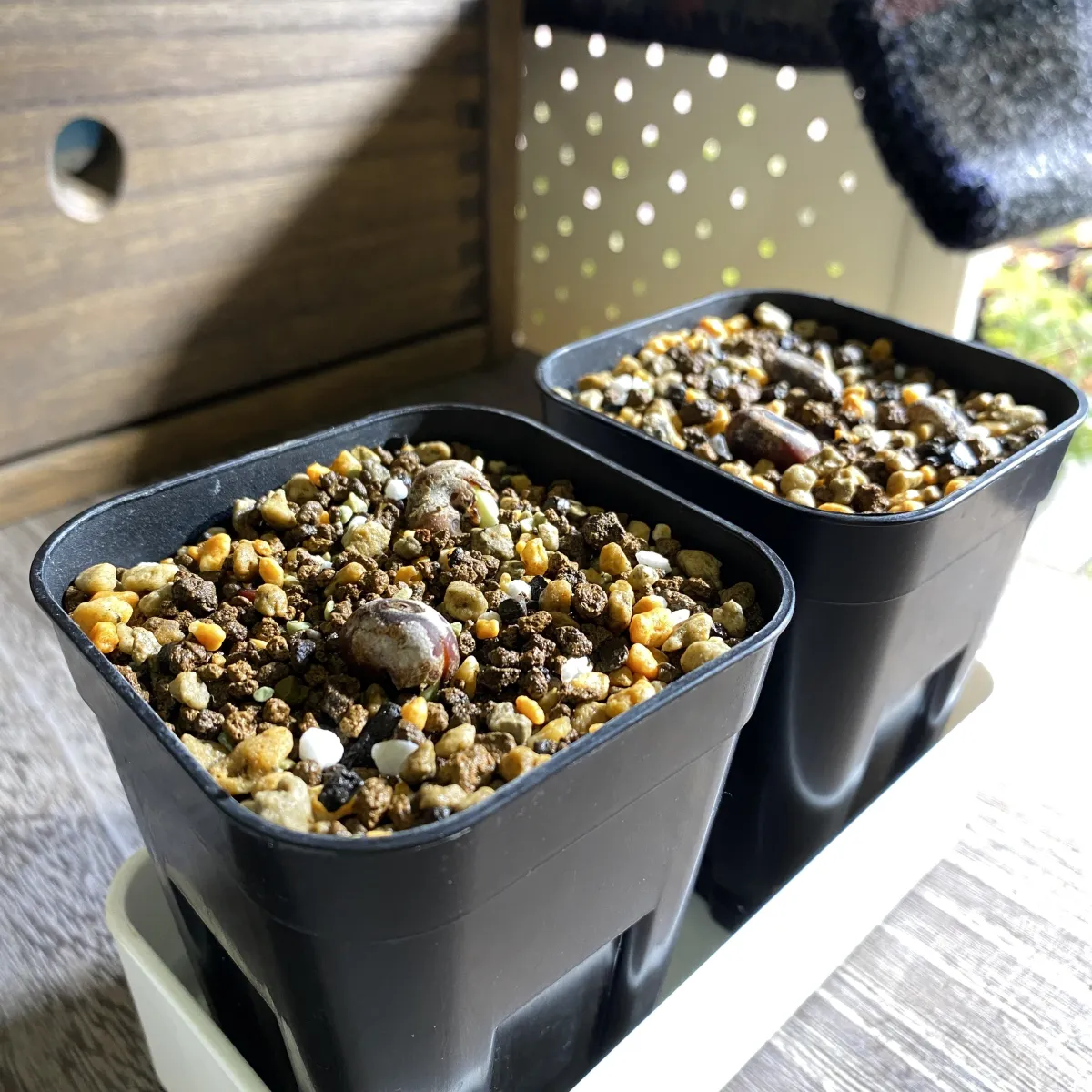 Adansonia gregorii (アダンソニア（バオバブ）グレゴリー)