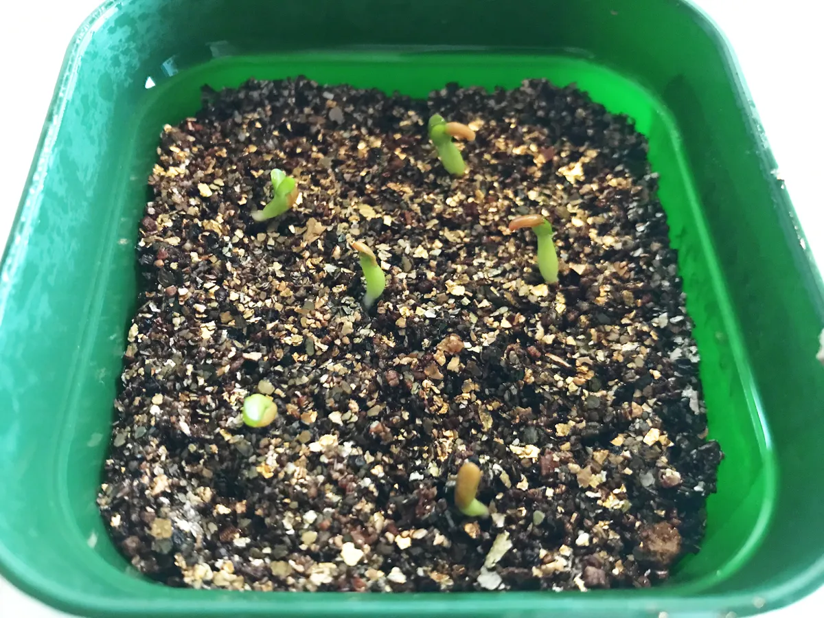 Pachypodium enigmaticum (パキポディウム エニグマチカム)