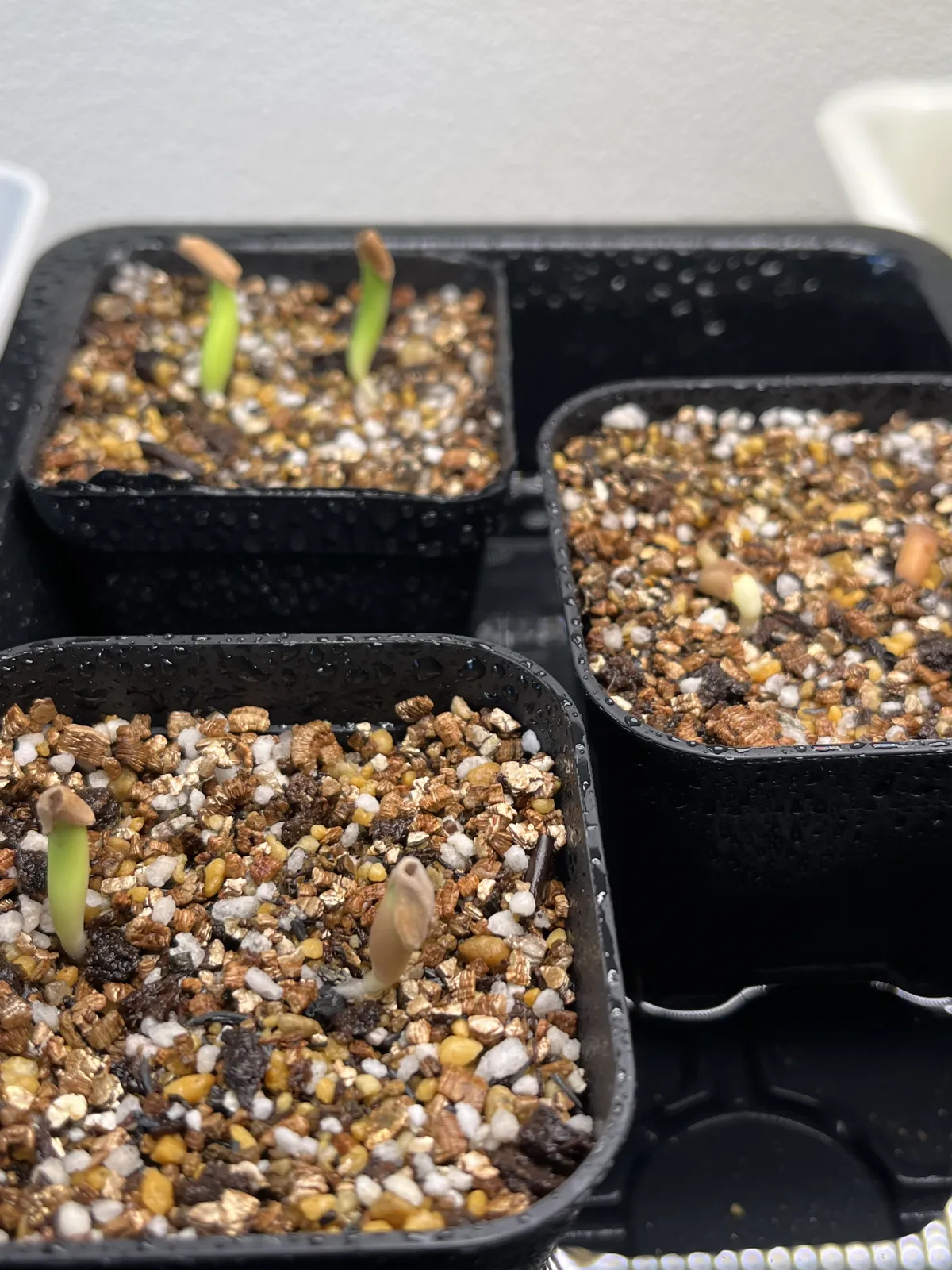 Adenium arabicum (アデニウム エイリアン)