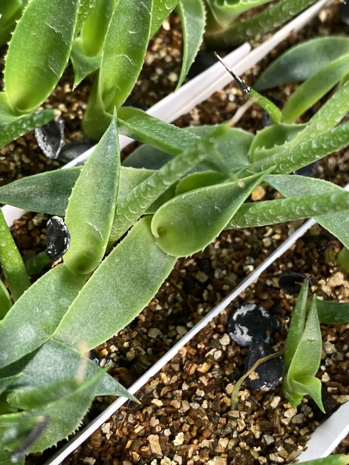 Agave gentryi La Escondida (アガベ ジェントリー ラ・エスコンディーダ)