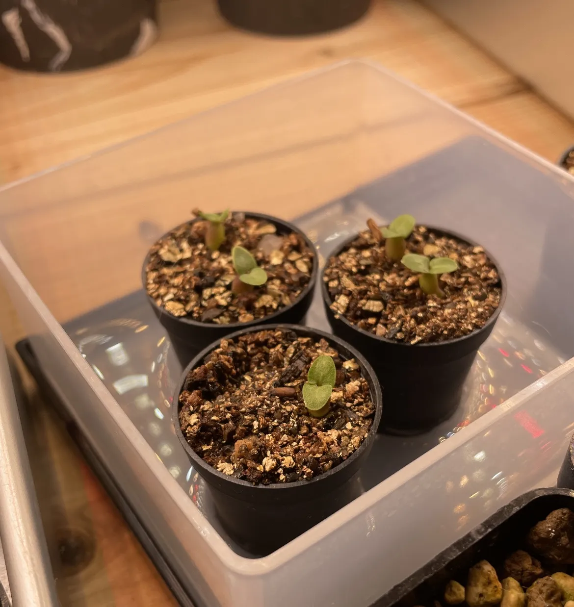 Pachypodium enigmaticum (パキポディウム エニグマチカム)