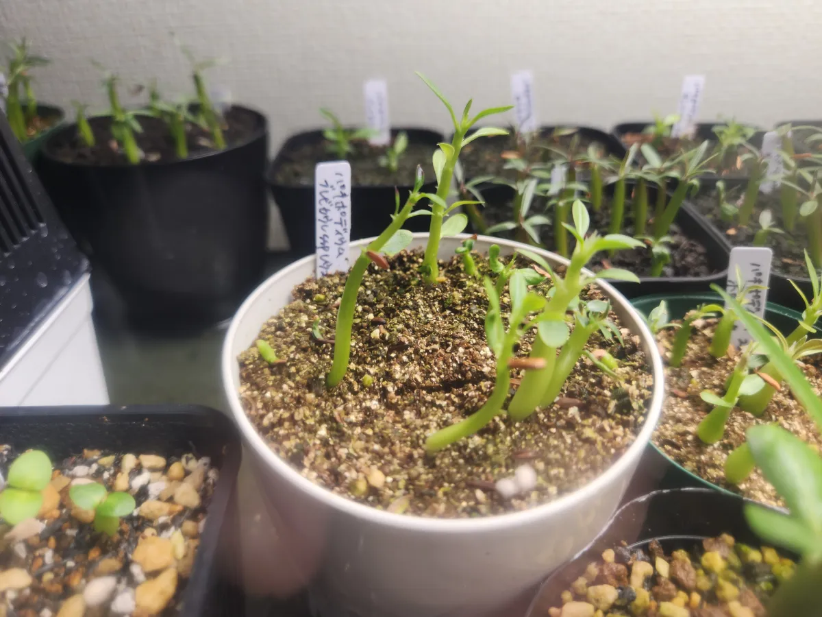 Pachypodium brevicaule subsp. leucoxanthum (パキポディウム レウコキサンツム)