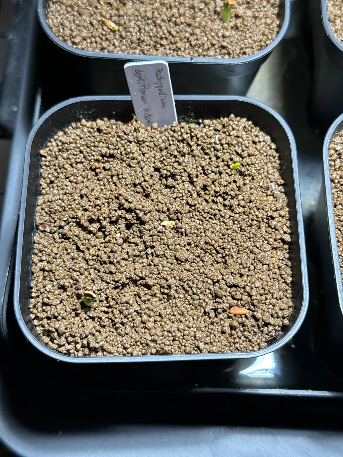 Pachypodium densiflorum var. densiflorum (パキポディウム デンシフローラム)