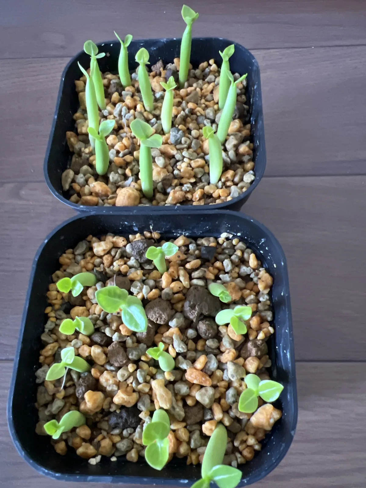 Adenium arabicum Black Giant (アデニウム アラビカム ブラックジャイアント)