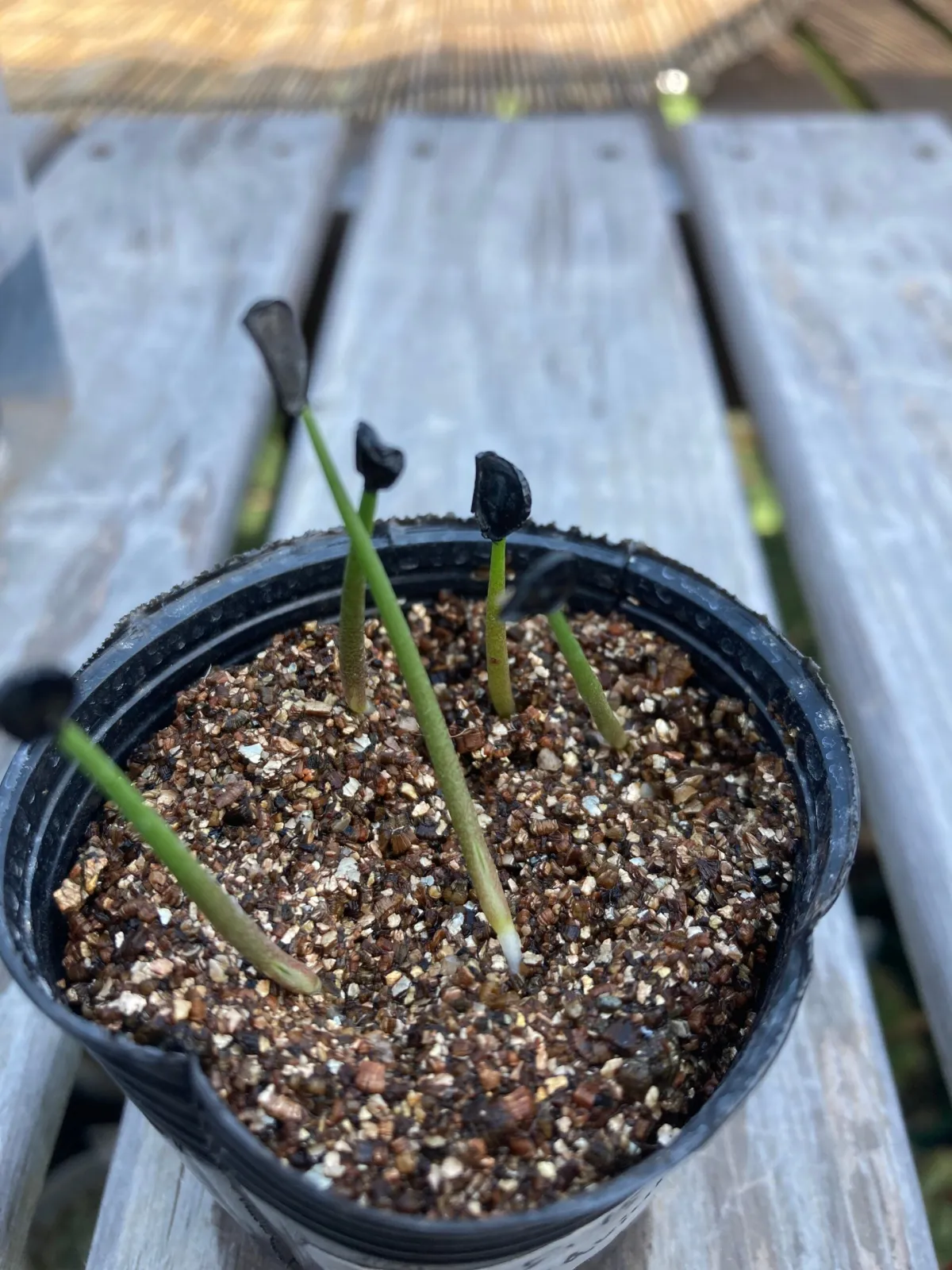 Agave nussaviorum (アガベ ナサビオラム)