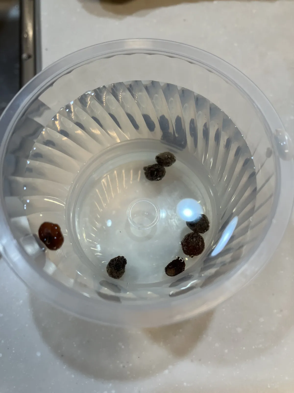 Operculicarya pachypus (オペルクリカリア パキプス)