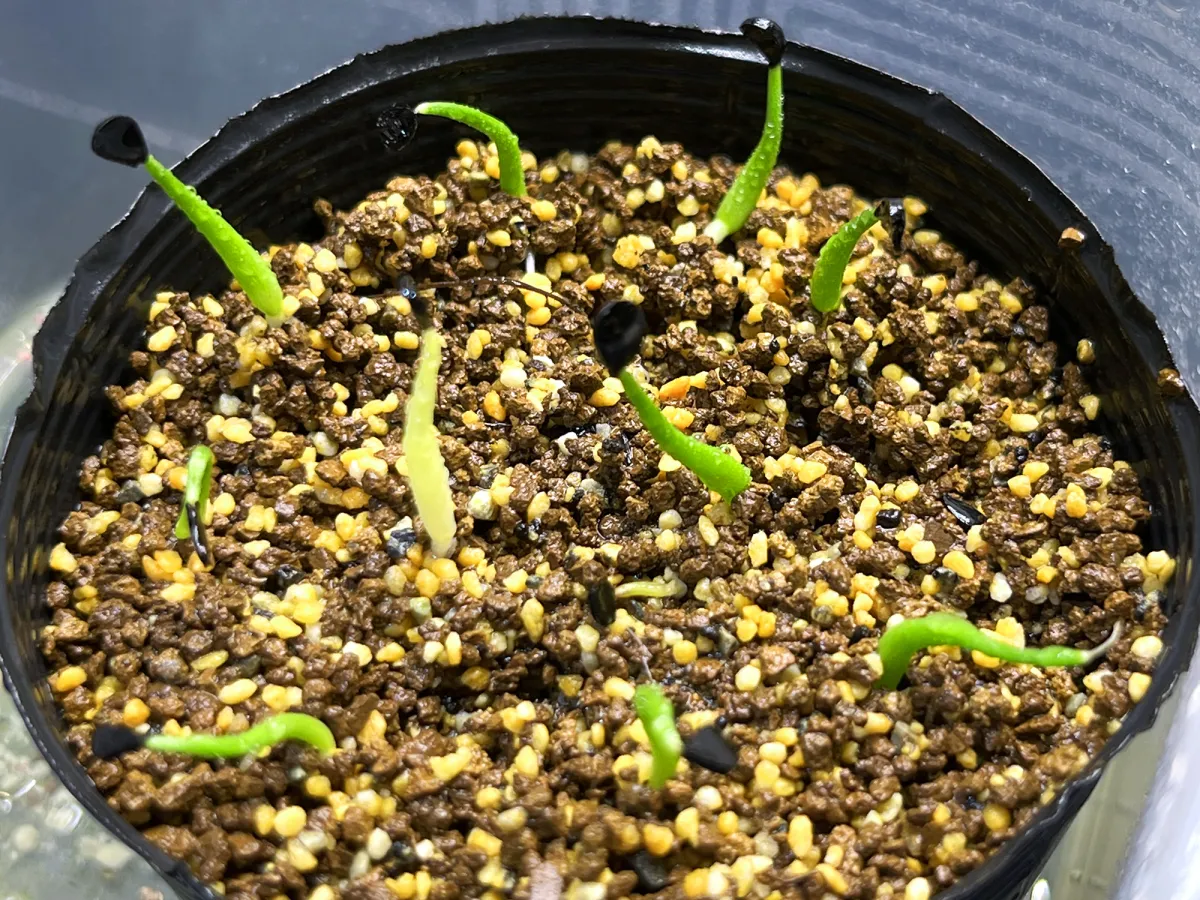 Agave utahensis var. eborispina 'Vegas' (アガベ エボリスピナ ヴェガス)