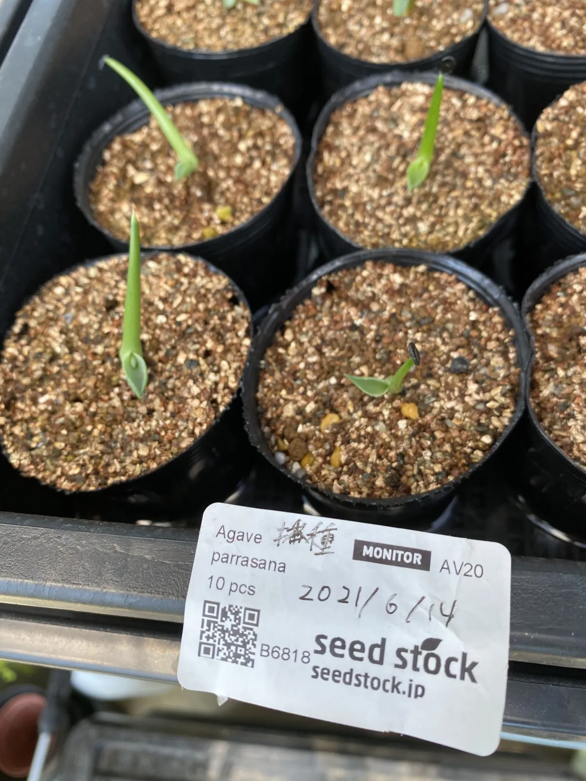 Agave parrasana (アガベ パラサナ)