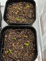 Pachypodium densiflorum var. brevicalyx (パキポディウム ブレビカリックス)