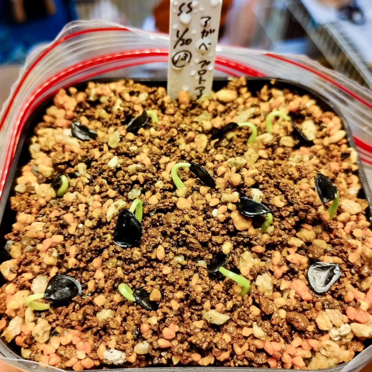 Agave americana ssp. protoamericana (アガベ プロトアメリカーナ)