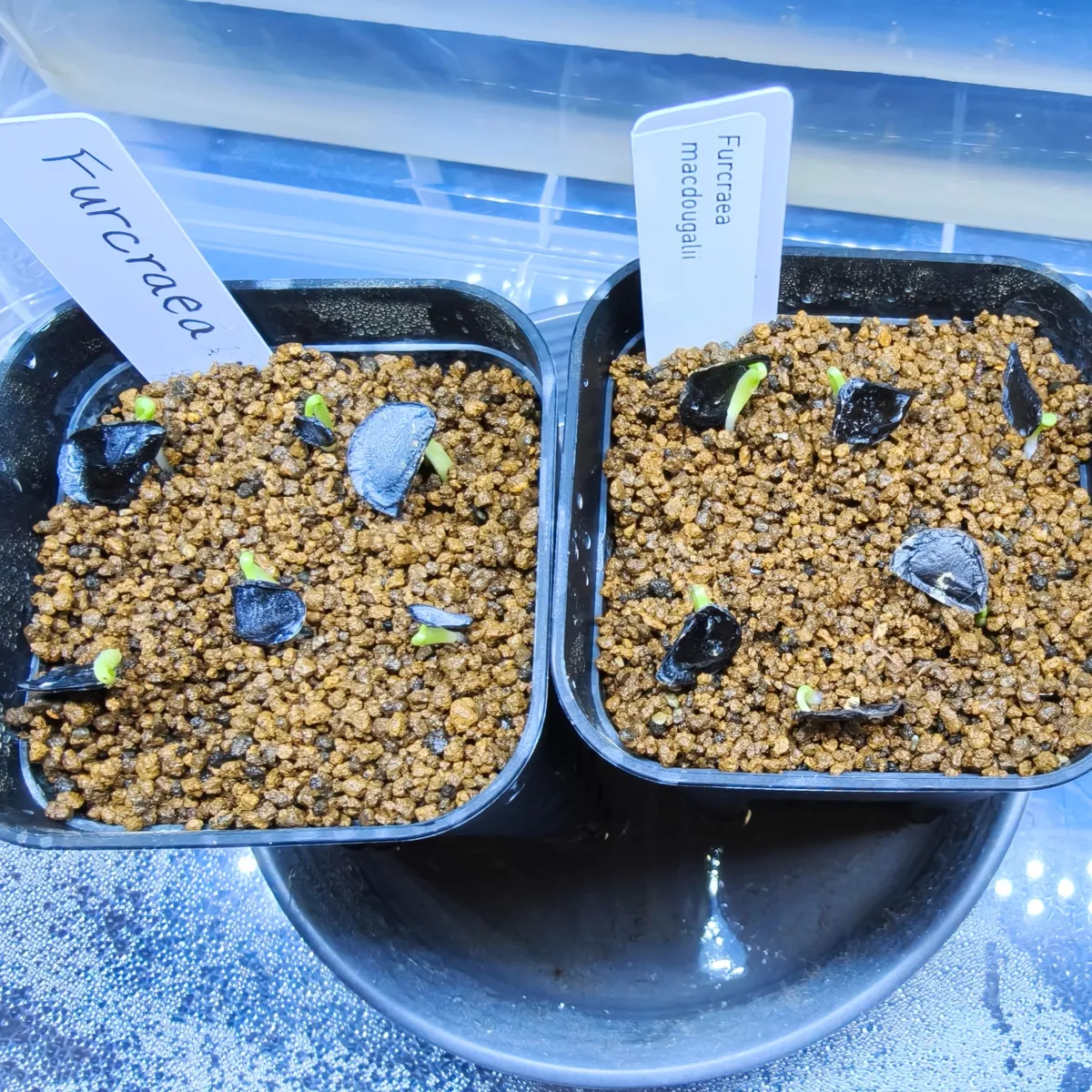 Furcraea macdougalii (フルクラエア マクドガリー)