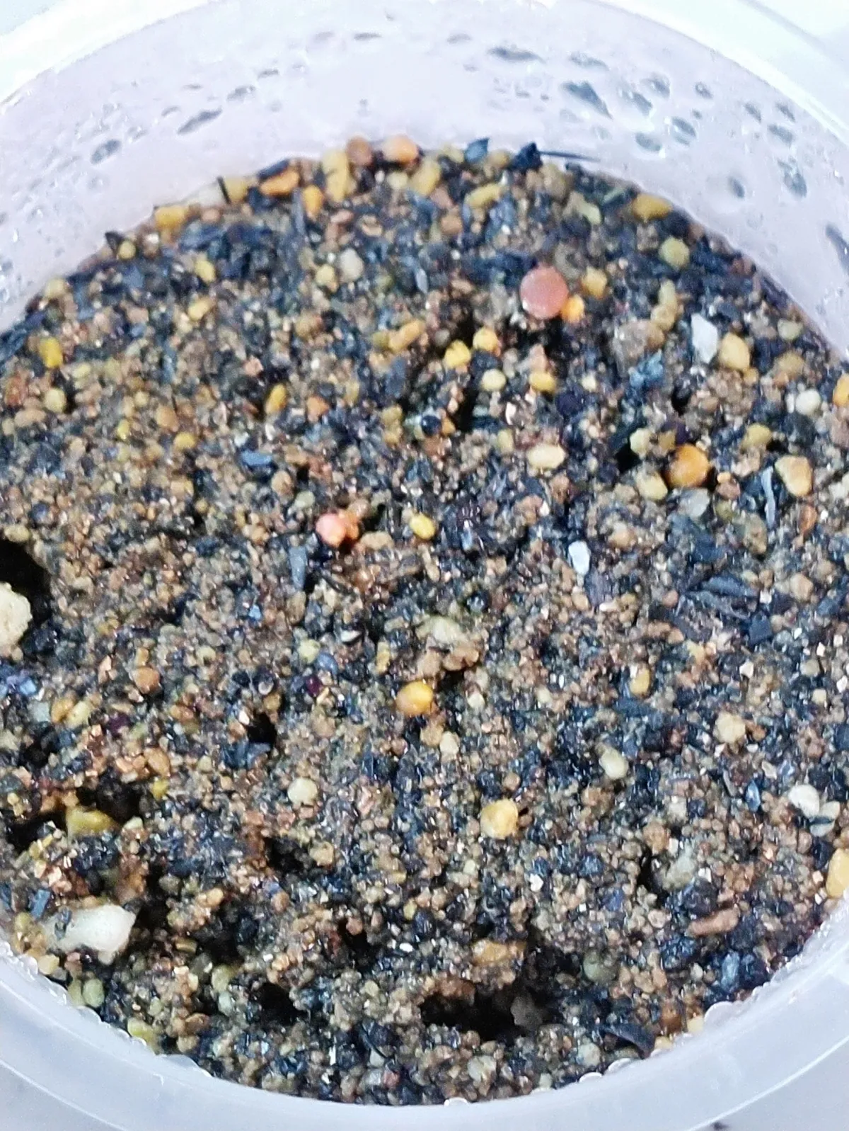 Lophophora williamsii (ロフォフォラ 鳥羽玉)