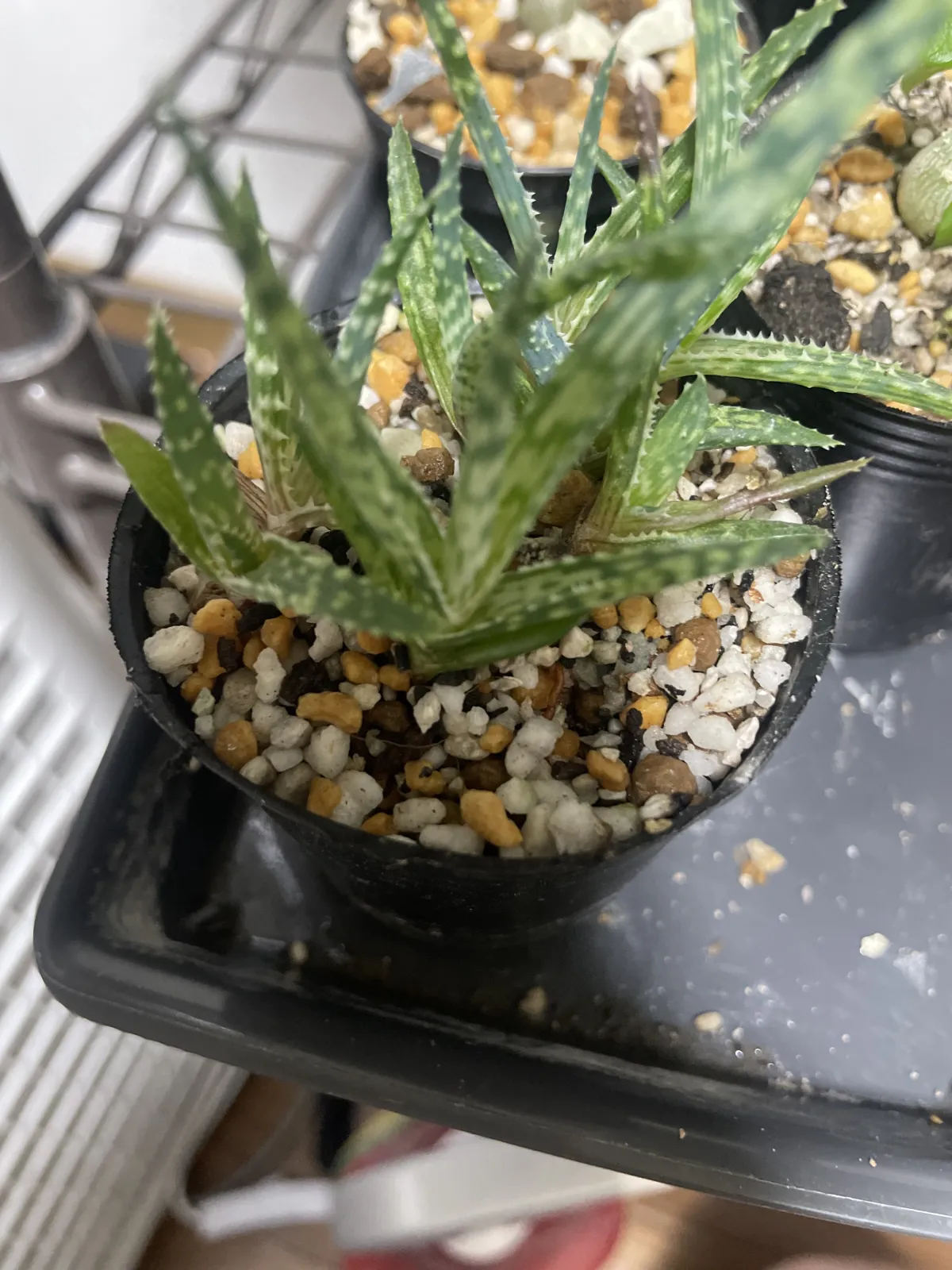 Aloe rauhii (アロエ ラウヒー)