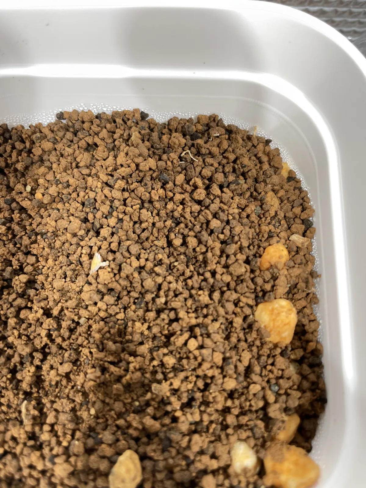 Fouquieria purpusii (フォークイエリア プルプシー)