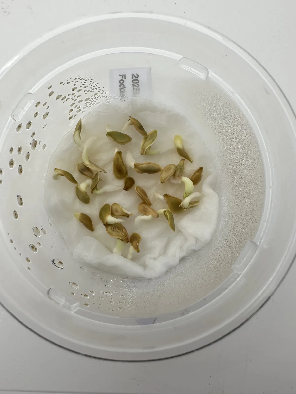 Fockea edulis (フォッケア 火星人)