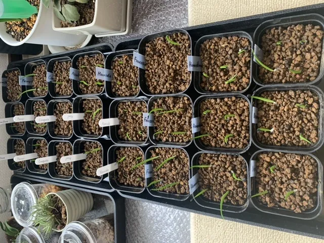 Agave horrida ssp. horrida (アガベ ホリダ)