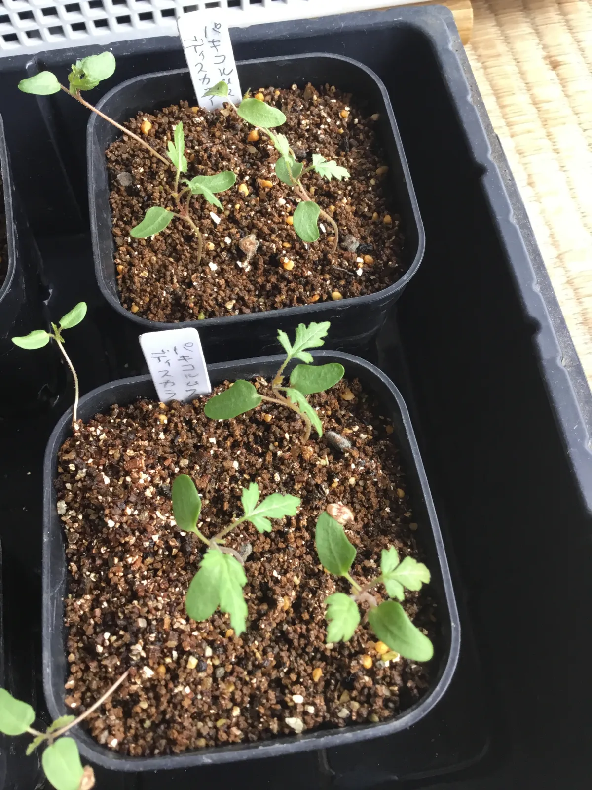 Pachycormus discolor (パキコルムス ディスカラー)