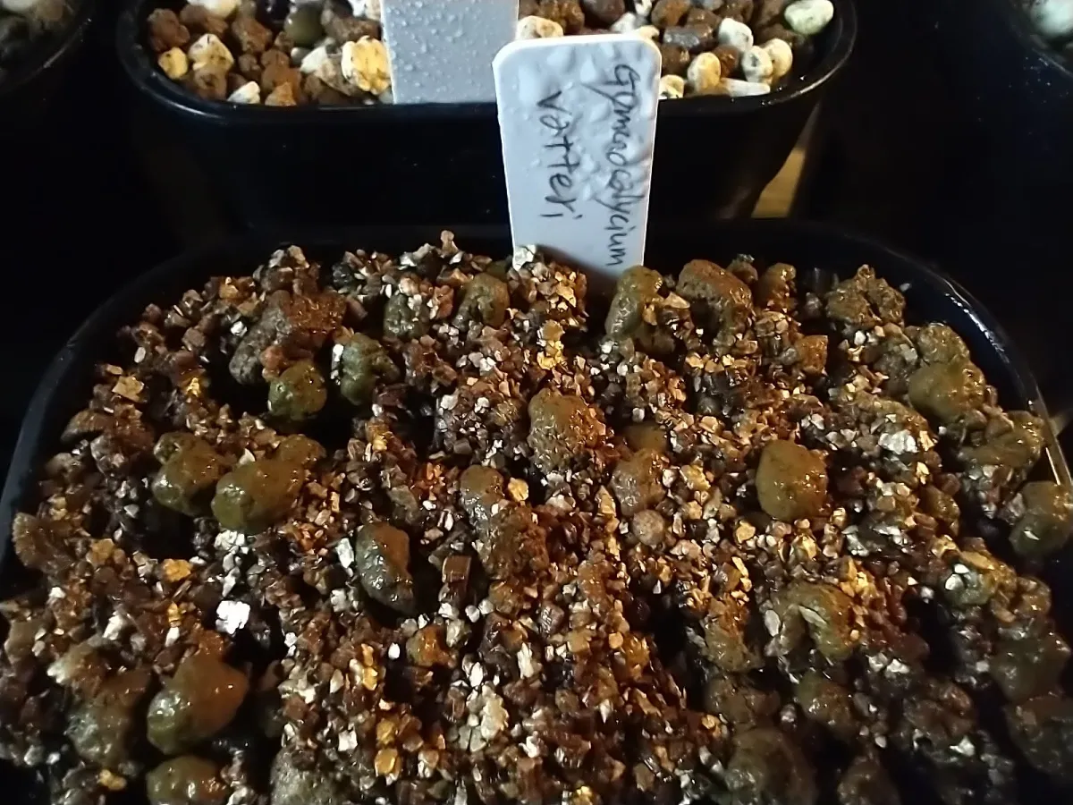 Aztekium hintonii (アズテキウム ヒントニー)