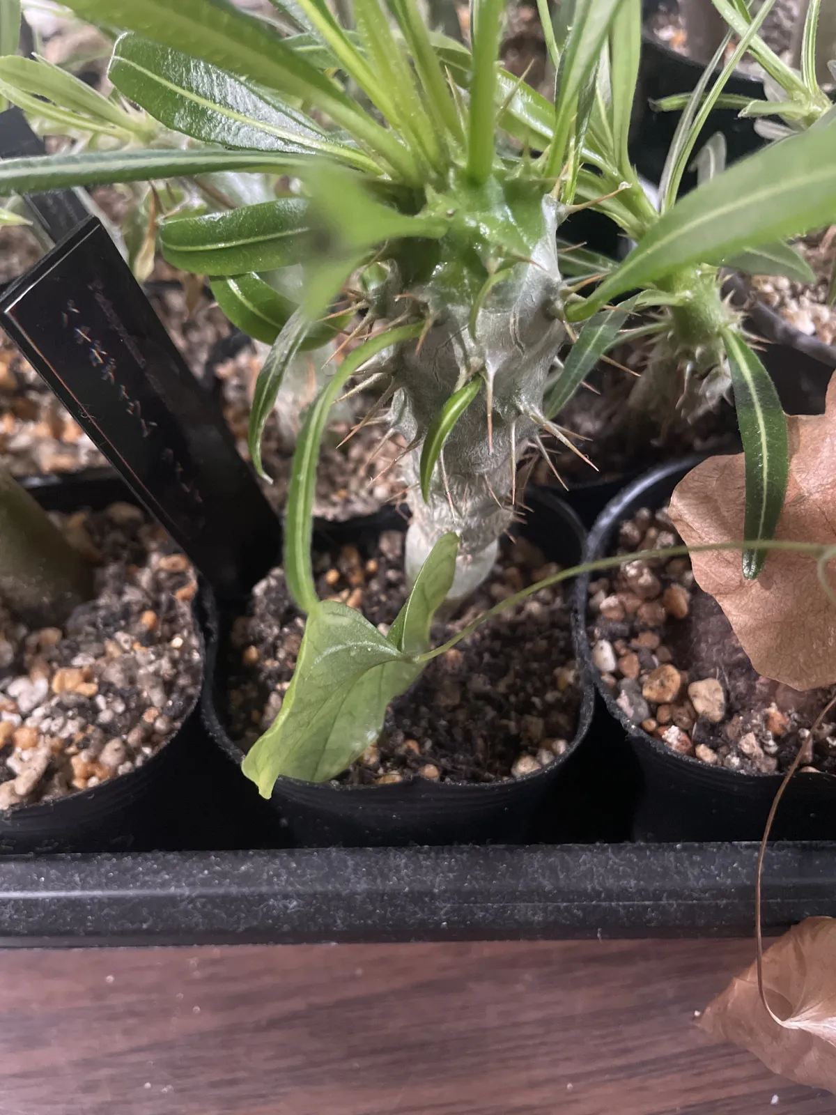 Pachypodium lamerei (パキポディウム ラメレイ 夢叶棒)