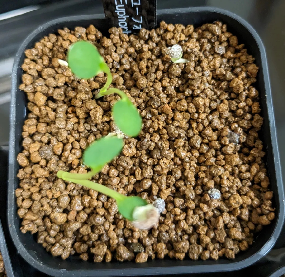 Euphorbia guillauminiana (ユーフォルビア ギラウミニアナ)