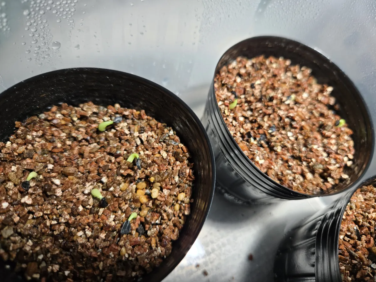 Agave oteroi (アガベ オテロイ)