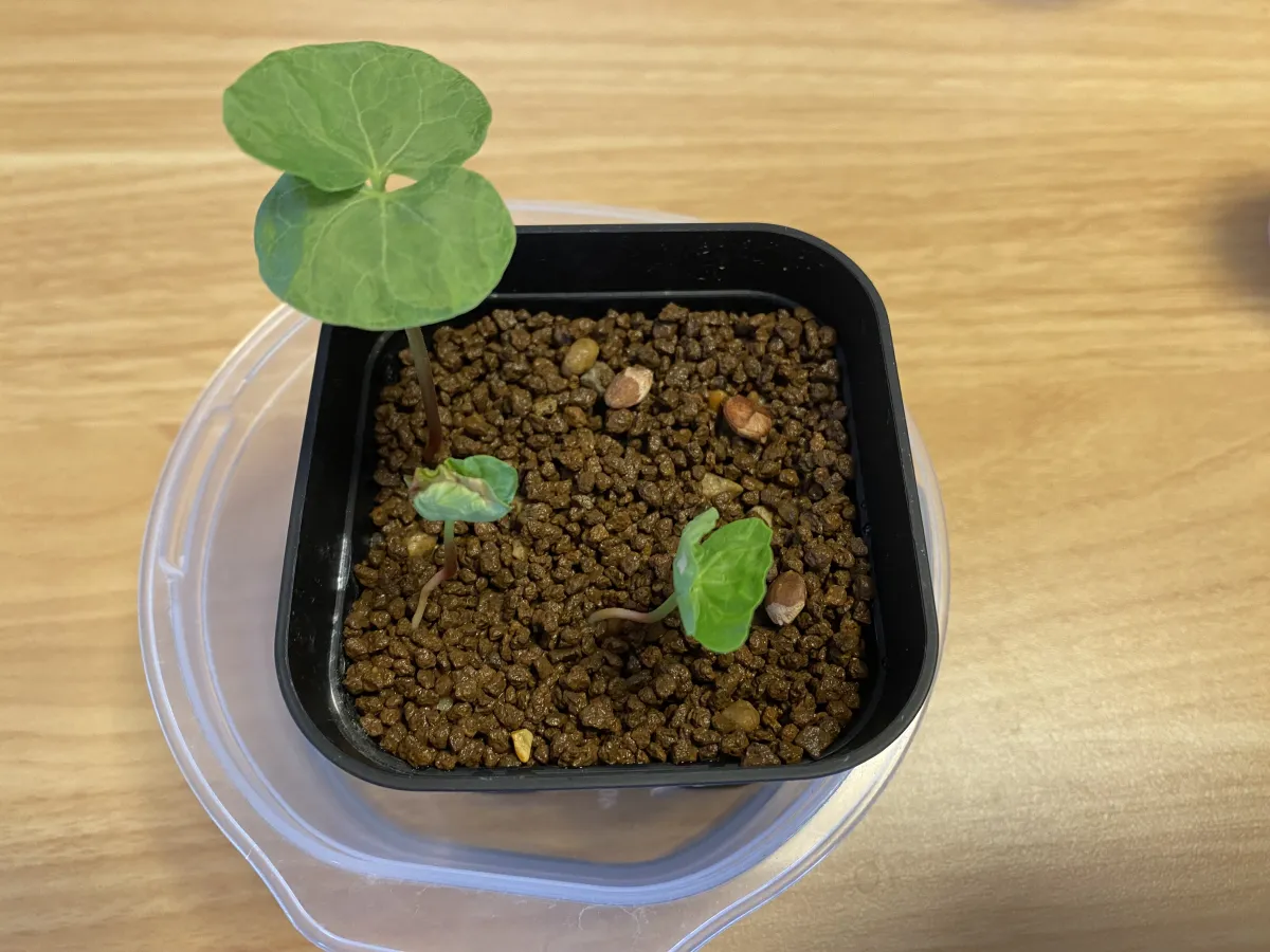 Commiphora monstruosa (コミフォラ モンストローサ)