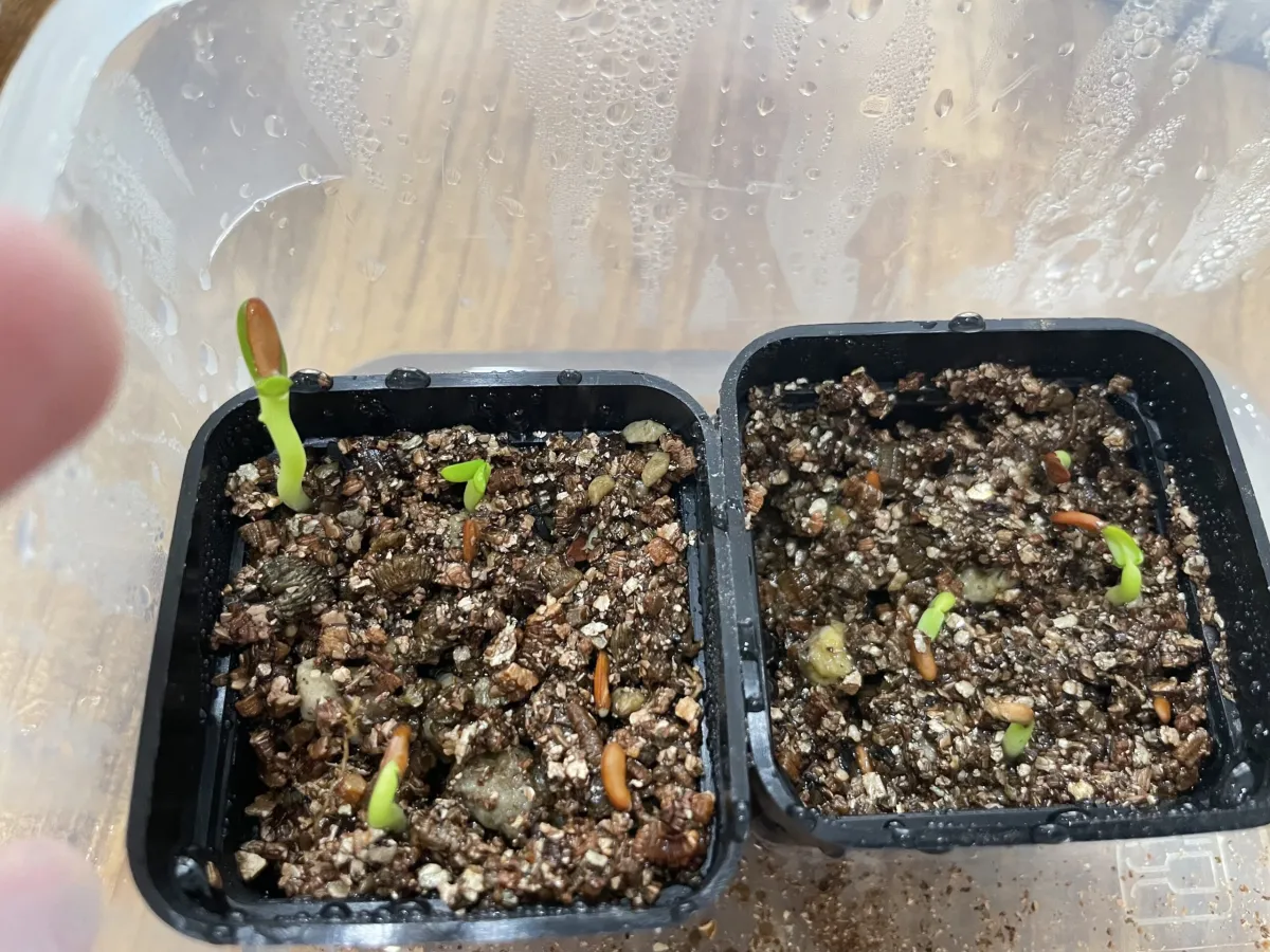 Pachypodium rosulatum var. gracilius (パキポディウム グラキリス)