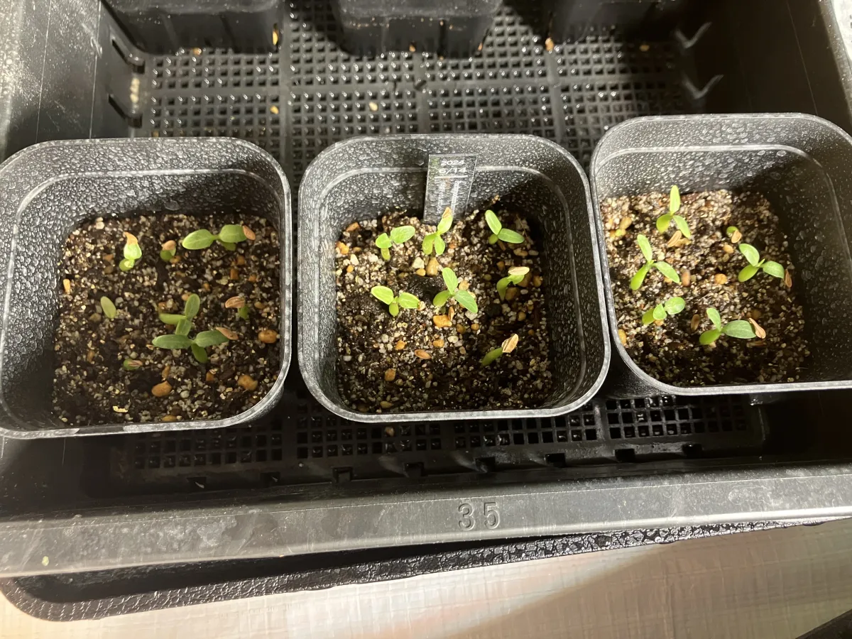 Pachypodium horombense (パキポディウム ホロンベンセ)