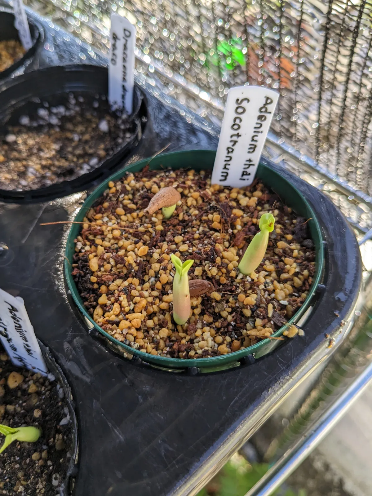 Adenium obesum thai (アデニウム タイ ソコトラナム)