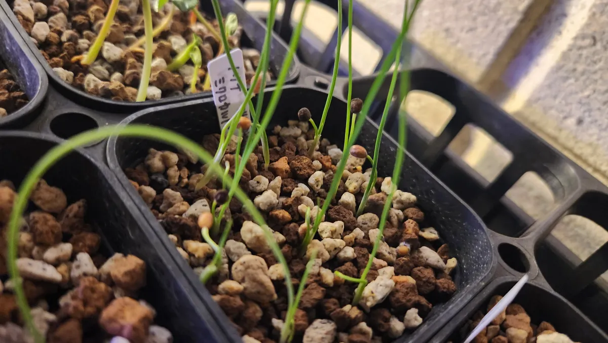 Nolina microcarpa (ノリナ ミクロカルパ)