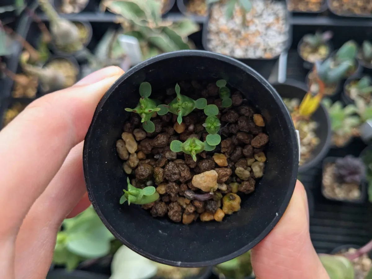 Euphorbia enopla (ユーフォルビア エノプラ 紅彩閣)