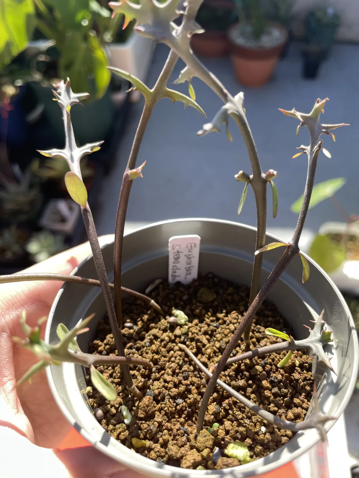 Euphorbia stenoclada subsp. stenoclada (ユーフォルビア ステノクラーダ)