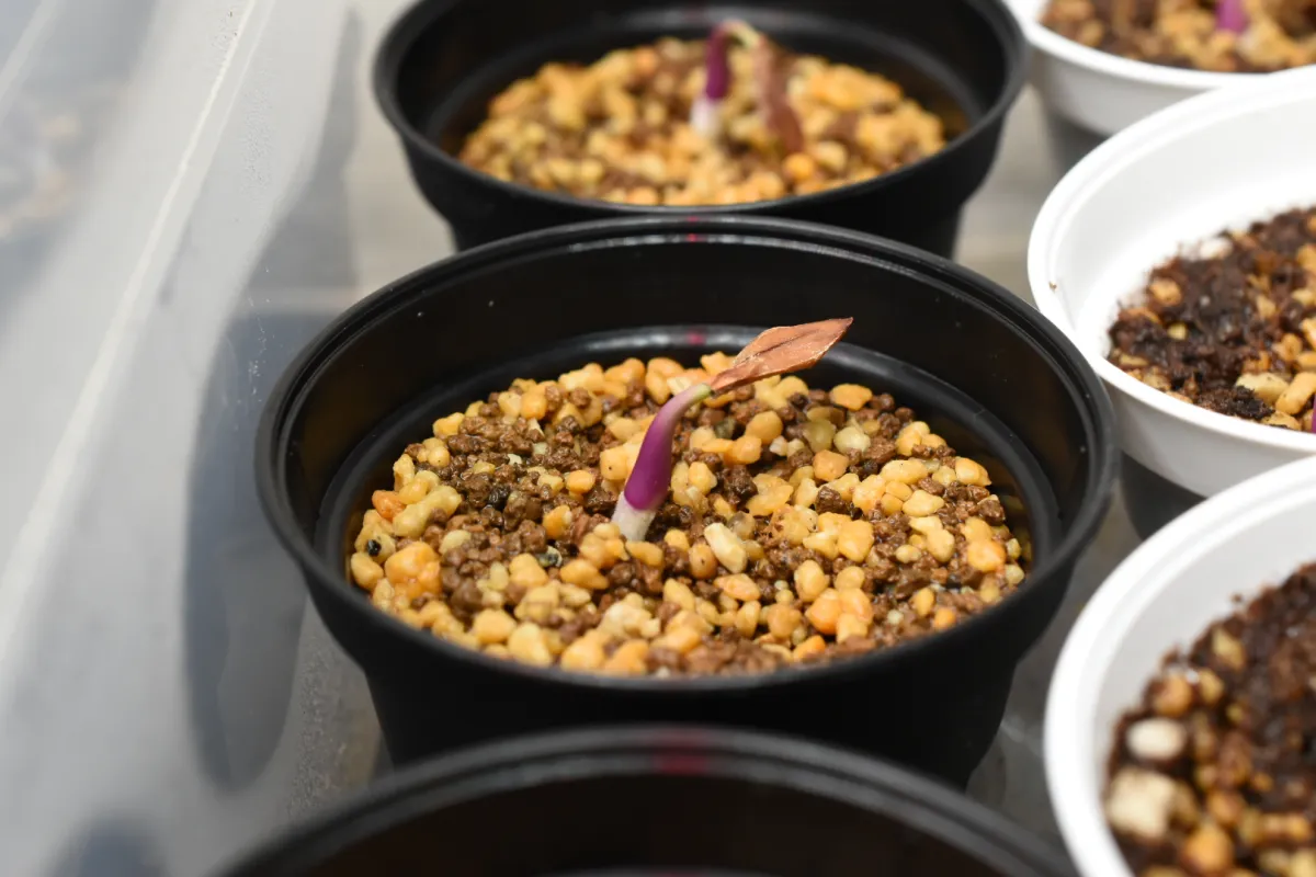 Petopentia natalensis (ペトペンチア ナタレンシス)