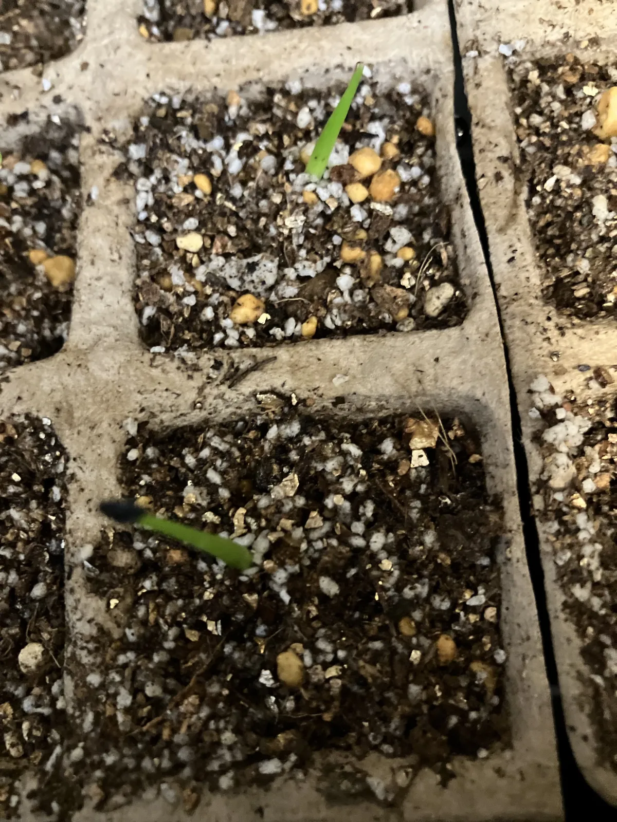 Agave utahensis var. eborispina (アガベ エボリスピナ)