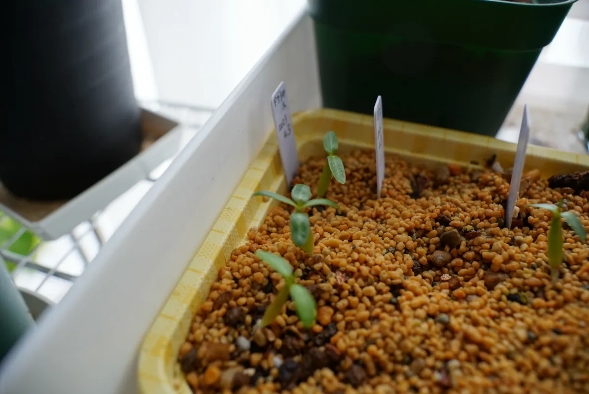 Pachypodium rosulatum var. gracilius (パキポディウム グラキリス)