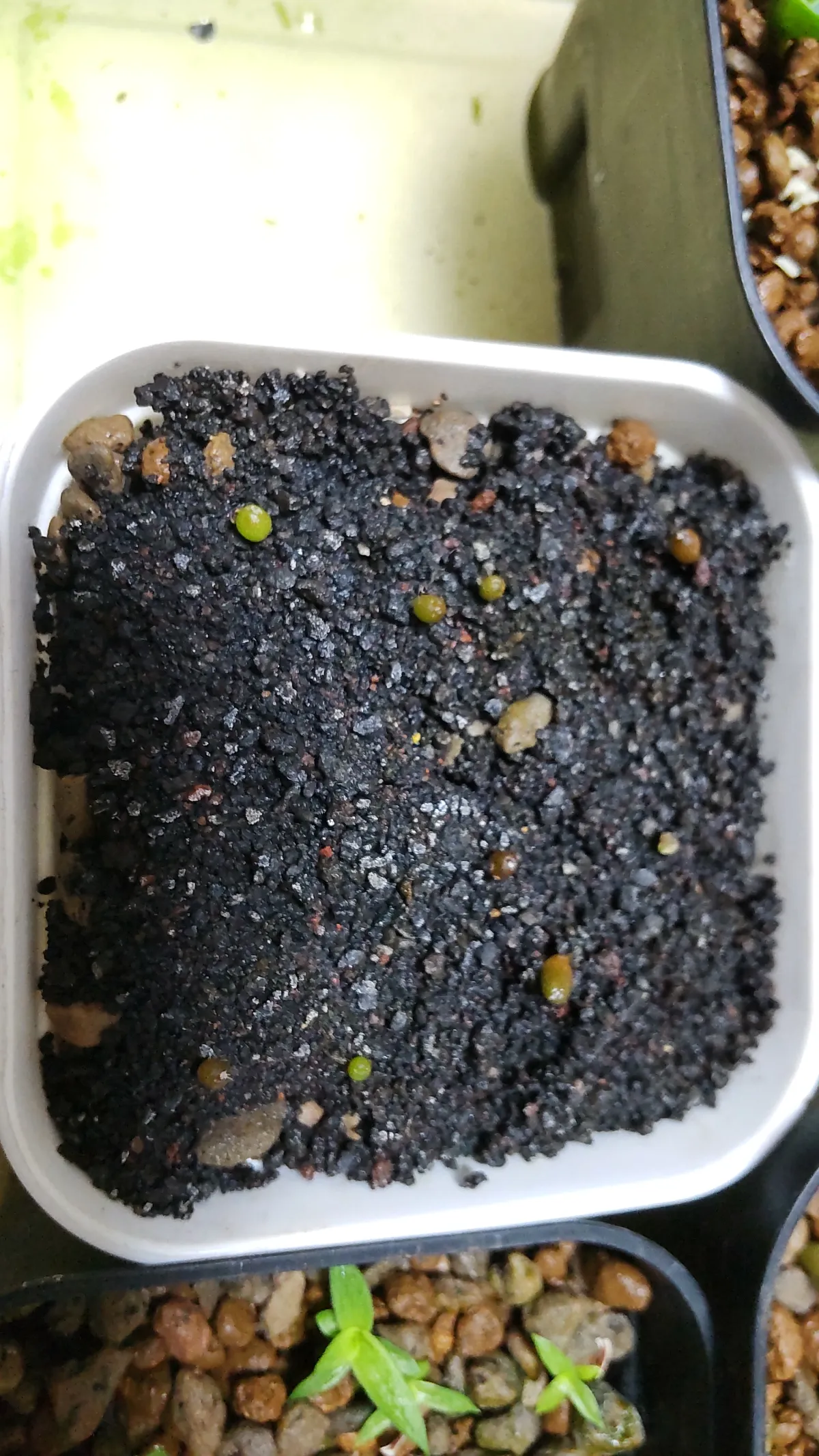 Ariocarpus kotschoubeyanus var. macdowellii (アリオカルプス マクドウェリイ)