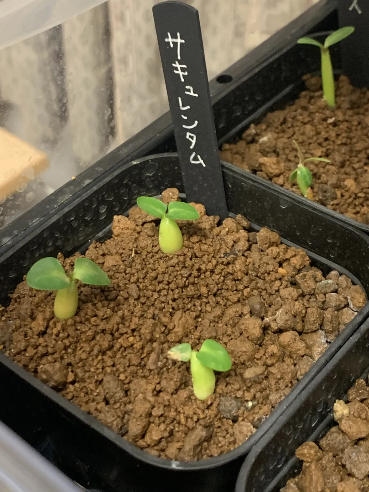 Pachypodium succulentum (パキポディウム サキュレンタム 天馬空)